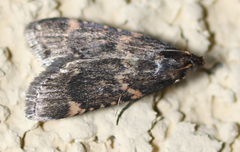 Aglossa cacamica