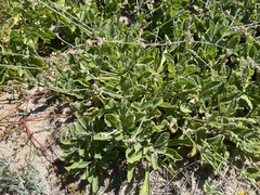 Froelichia xantusii