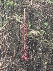 Erythrina herbacea