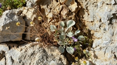 Pentanema verbascifolium