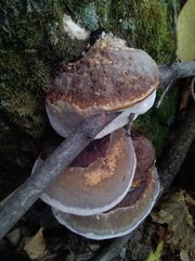 Fomitopsis pinicola