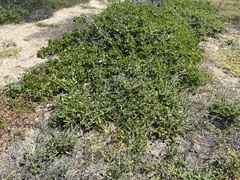Froelichia xantusii