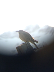 Cinclodes patagonicus