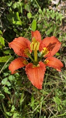 Lilium catesbaei image