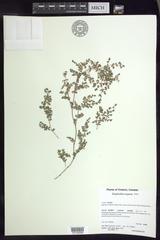 Euphorbia serpens