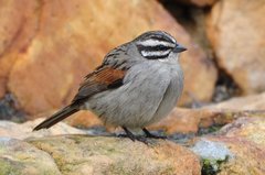 Emberiza capensis capensis