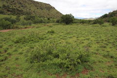Leucas