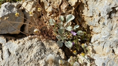 Pentanema verbascifolium