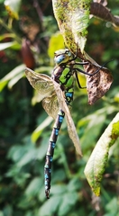 Aeshna cyanea