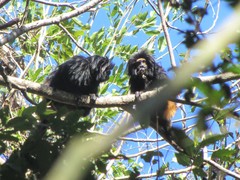 Leontopithecus chrysopygus