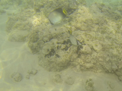 Chaetodon decussatus