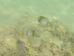 Chaetodon decussatus