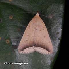 Simplicia mistacalis