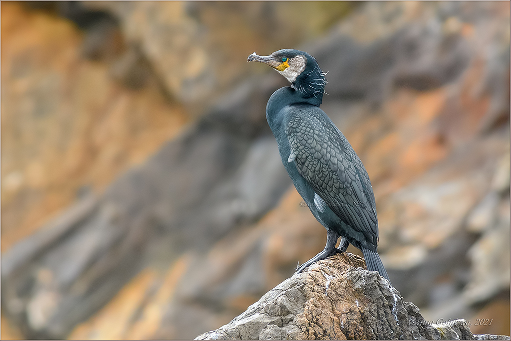 Japanese Cormorant (Phalacrocorax capillatus) photo