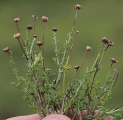 Pentzia