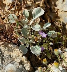 Pentanema verbascifolium
