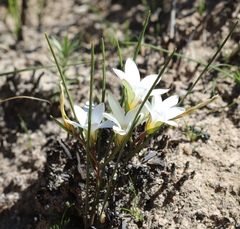 Romulea sladenii