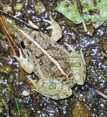 Fejervarya multistriata
