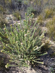Leucadendron concavum