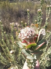 Leucadendron concavum