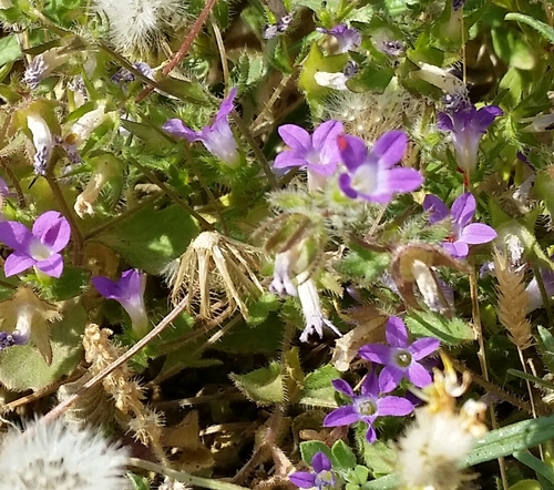 Campanula simulans