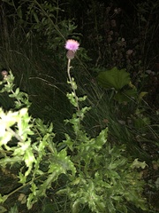 Cirsium arvense