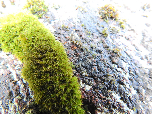 Image of Rigid Beard Moss (Didymodon rigidulus) by (c) Susan Marley, some rights reserved (CC BY)