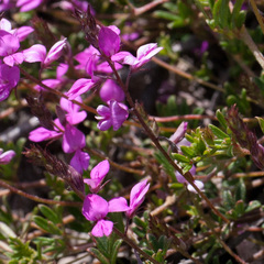 Indigofera angustifolia