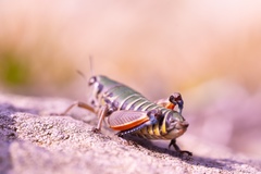 Cophopodisma pyrenaea