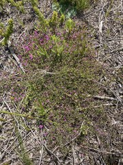 Indigofera angustifolia