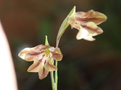 Gladiolus hyalinus