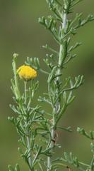 Pentzia