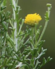 Pentzia