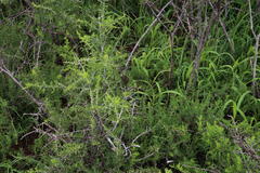 Pentzia