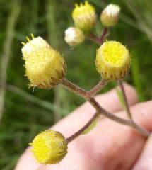 Nidorella ulmifolia