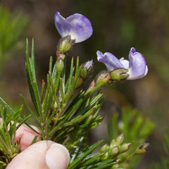 Psoralea arborea