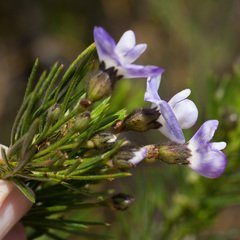 Psoralea arborea