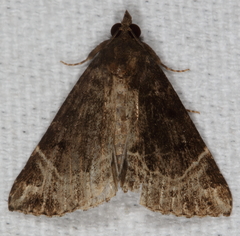 Hypena abalienalis