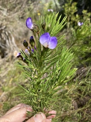 Psoralea arborea