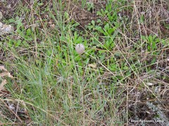 Trifolium angustifolium