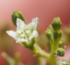 Thesium divaricatum