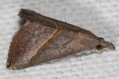 Hypena degesalis