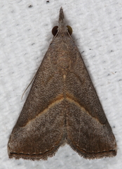 Hypena degesalis