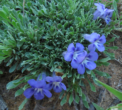 Aptosimum procumbens (Lehm.) Burch. ex Steud.