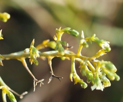 Thesium divaricatum