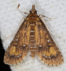 Niphograpta albiguttalis