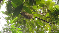 Zeyheria tuberculosa