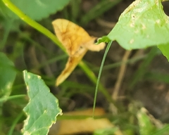 Eulithis diversilineata