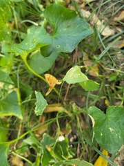 Eulithis diversilineata