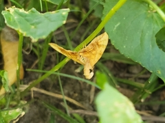 Eulithis diversilineata
